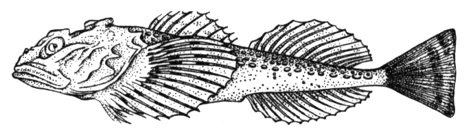 Большая Советская Энциклопедия (ЧЕ) i009-001-228891856.jpg