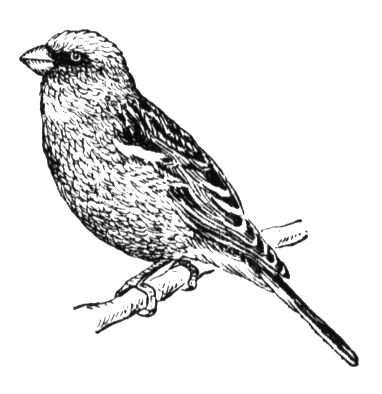 Большая Советская Энциклопедия (ЧЕ) i009-001-214057972.jpg