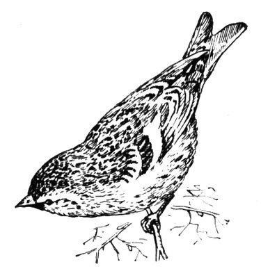 Большая Советская Энциклопедия (ЧЕ) i010-001-265570066.jpg