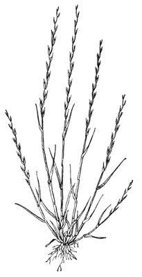 Большая Советская Энциклопедия (ЧЕ) i010-001-251892899.jpg