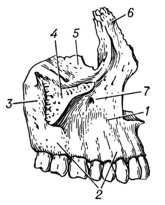 Большая Советская Энциклопедия (ЧЕ) i010-001-249855794.jpg
