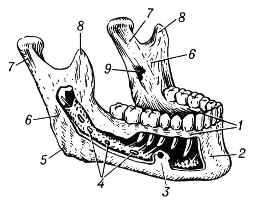 Большая Советская Энциклопедия (ЧЕ) i010-001-279942105.jpg