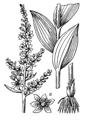 Большая Советская Энциклопедия (ЧЕ) i010-001-285428703.jpg