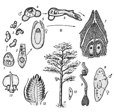 Большая Советская Энциклопедия (ЧЕ) i009-001-204651111.jpg