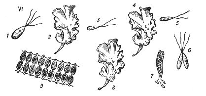 Большая Советская Энциклопедия (ЧЕ) i009-001-205751560.jpg