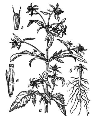 Большая Советская Энциклопедия (ЧЕ) i009-001-208347998.jpg