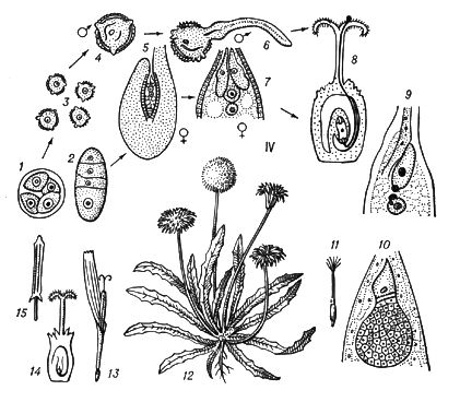 Большая Советская Энциклопедия (ЧЕ) i010-001-254175521.jpg