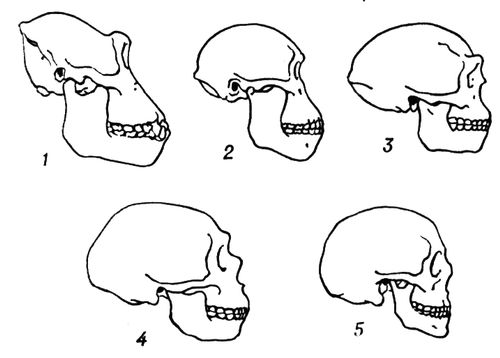 Большая Советская Энциклопедия (ЧЕ) i009-001-206396766.jpg