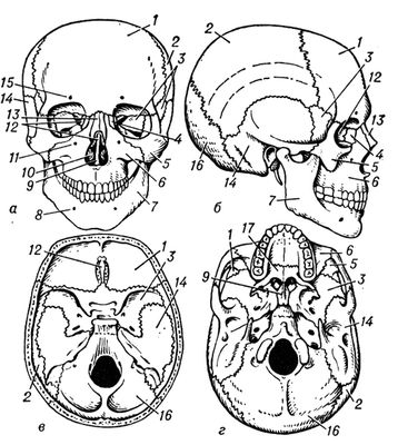 Большая Советская Энциклопедия (ЧЕ) i010-001-252448010.jpg