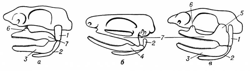 Большая Советская Энциклопедия (ЧЕ) i010-001-260331083.jpg