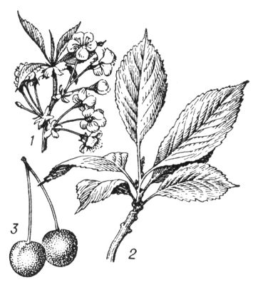 Большая Советская Энциклопедия (ЧЕ) i010-001-253826669.jpg