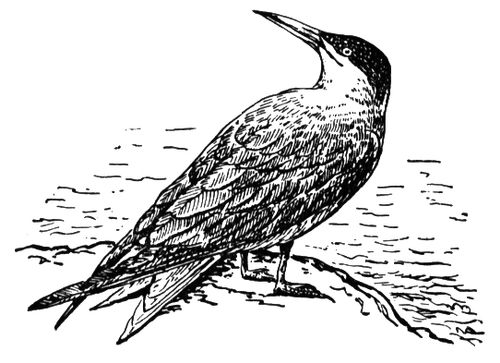 Большая Советская Энциклопедия (ЧЕ) i010-001-267706414.jpg