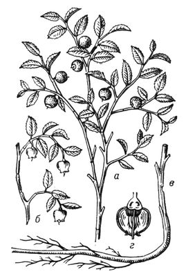 Большая Советская Энциклопедия (ЧЕ) i009-001-236660904.jpg