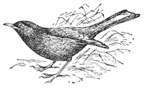 Большая Советская Энциклопедия (ЧЕ) i008-pictures-001-294689757.jpg
