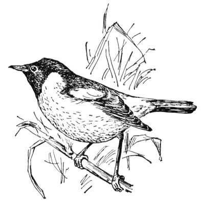 Большая Советская Энциклопедия (ЧЕ) i010-001-261265860.jpg