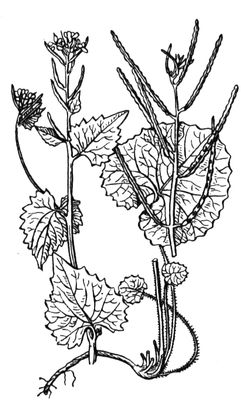 Большая Советская Энциклопедия (ЧЕ) i010-001-264418855.jpg