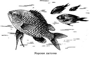 Волны над нами i_033.jpg