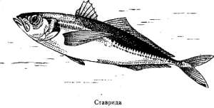 Волны над нами i_074.jpg
