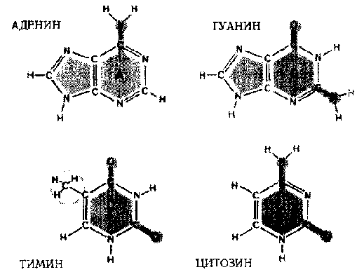 ГЕДЕЛЬ, ЭШЕР, БАХ: эта бесконечная гирлянда i_117.png