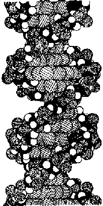ГЕДЕЛЬ, ЭШЕР, БАХ: эта бесконечная гирлянда i_119.png