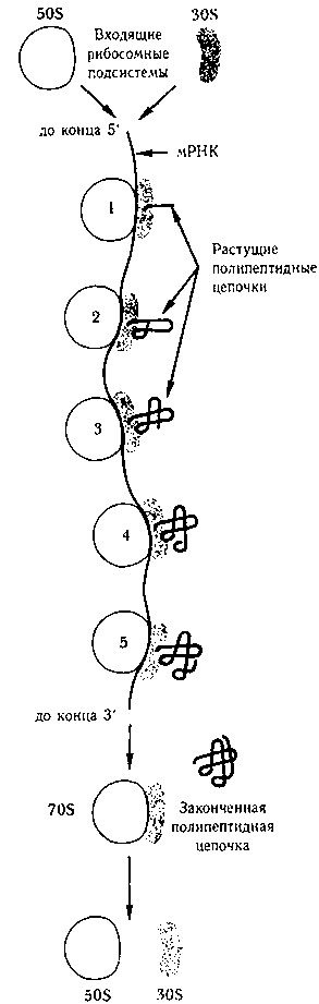 ГЕДЕЛЬ, ЭШЕР, БАХ: эта бесконечная гирлянда i_123.png