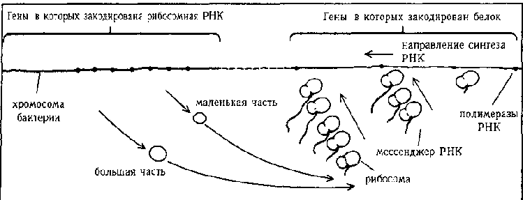 ГЕДЕЛЬ, ЭШЕР, БАХ: эта бесконечная гирлянда i_124.png