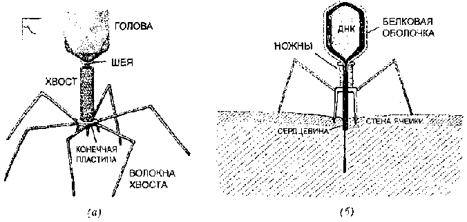 ГЕДЕЛЬ, ЭШЕР, БАХ: эта бесконечная гирлянда i_127.png