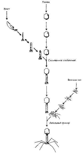 ГЕДЕЛЬ, ЭШЕР, БАХ: эта бесконечная гирлянда i_129.png