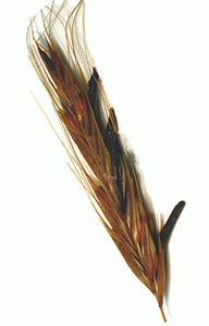 Христианство и спорынья ergot_rye.PNG