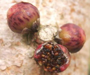 Христианство и спорынья ficus_religiosa_fruit.jpg