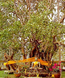 Христианство и спорынья ficus_religiosa_tree.jpg