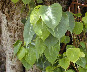 Христианство и спорынья ficus_religiosa_leaf.jpg