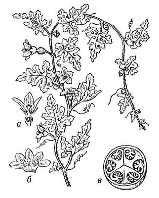 Большая Советская Энциклопедия (КО) i009-001-231634428.jpg