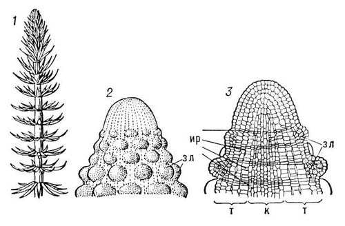 Большая Советская Энциклопедия (КО) i010-001-250340847.jpg