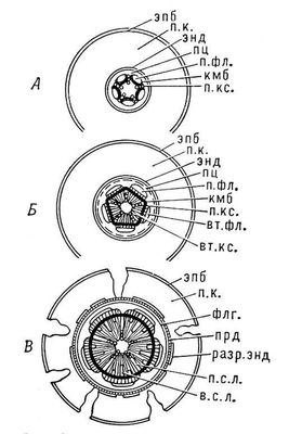 Большая Советская Энциклопедия (КО) i010-001-255237779.jpg