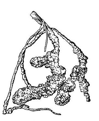 Большая Советская Энциклопедия (КО) i009-001-223959680.jpg
