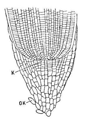 Большая Советская Энциклопедия (КО) i010-001-250089767.jpg