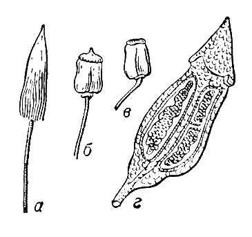 Большая Советская Энциклопедия (КО) i010-001-287606595.jpg