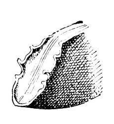 Большая Советская Энциклопедия (КО) i010-001-251878407.jpg