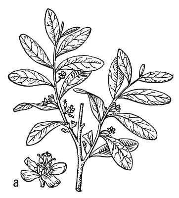 Большая Советская Энциклопедия (КО) i009-001-217161208.jpg