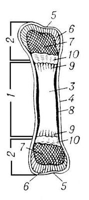 Большая Советская Энциклопедия (КО) i009-001-204789157.jpg