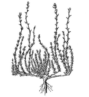 Большая Советская Энциклопедия (КО) i010-001-276238890.jpg