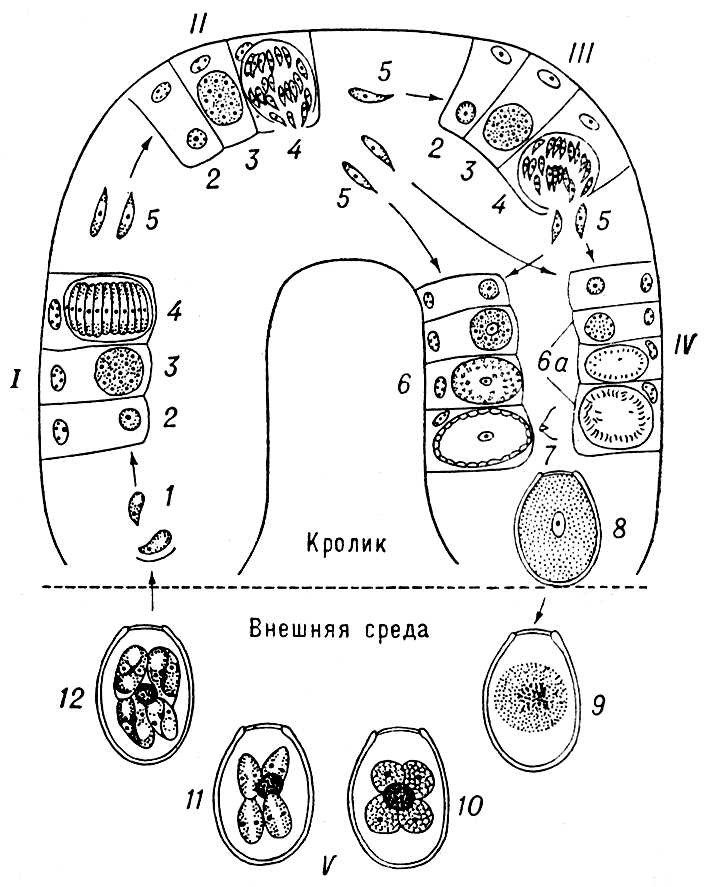 Большая Советская Энциклопедия (КО) i009-001-237336673.jpg