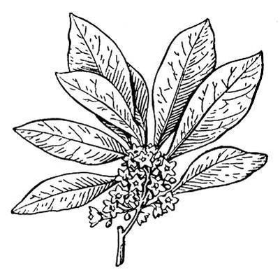 Большая Советская Энциклопедия (КО) i009-001-220779848.jpg