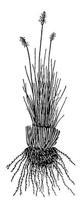 Большая Советская Энциклопедия (КО) i009-001-222732003.jpg