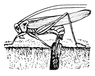 Большая Советская Энциклопедия (ЯЙ) i010-001-283549584.jpg