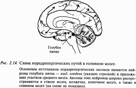 Основы нейрофизиологии i_19.png