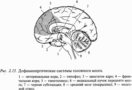 Основы нейрофизиологии i_1A.png