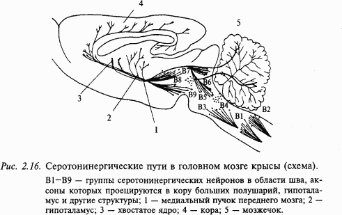Основы нейрофизиологии i_1B.png