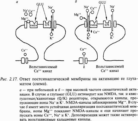 Основы нейрофизиологии i_1C.png